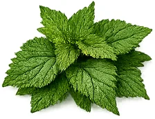 Brennnessel (Urtica dioica) — Kräuterextrakt in {{OFFER_NAME}}