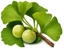 Ginkgo biloba — Pflanzenextrakt in {{OFFER_NAME}}