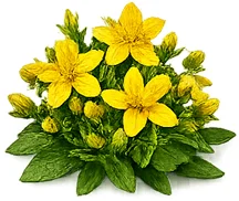 Johanniskraut (Hypericum perforatum) — Pflanzenauszug in {{OFFER_NAME}}