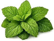 Melisse (Melissa officinalis) — Kräuterextrakt in {{OFFER_NAME}}