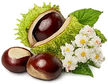 Rosskastanie (Aesculus hippocastanum) — Wirkstoff von {{OFFER_NAME}}