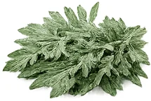 Wermut (Artemisia absinthium) — Kräuterpflanze in {{OFFER_NAME}}